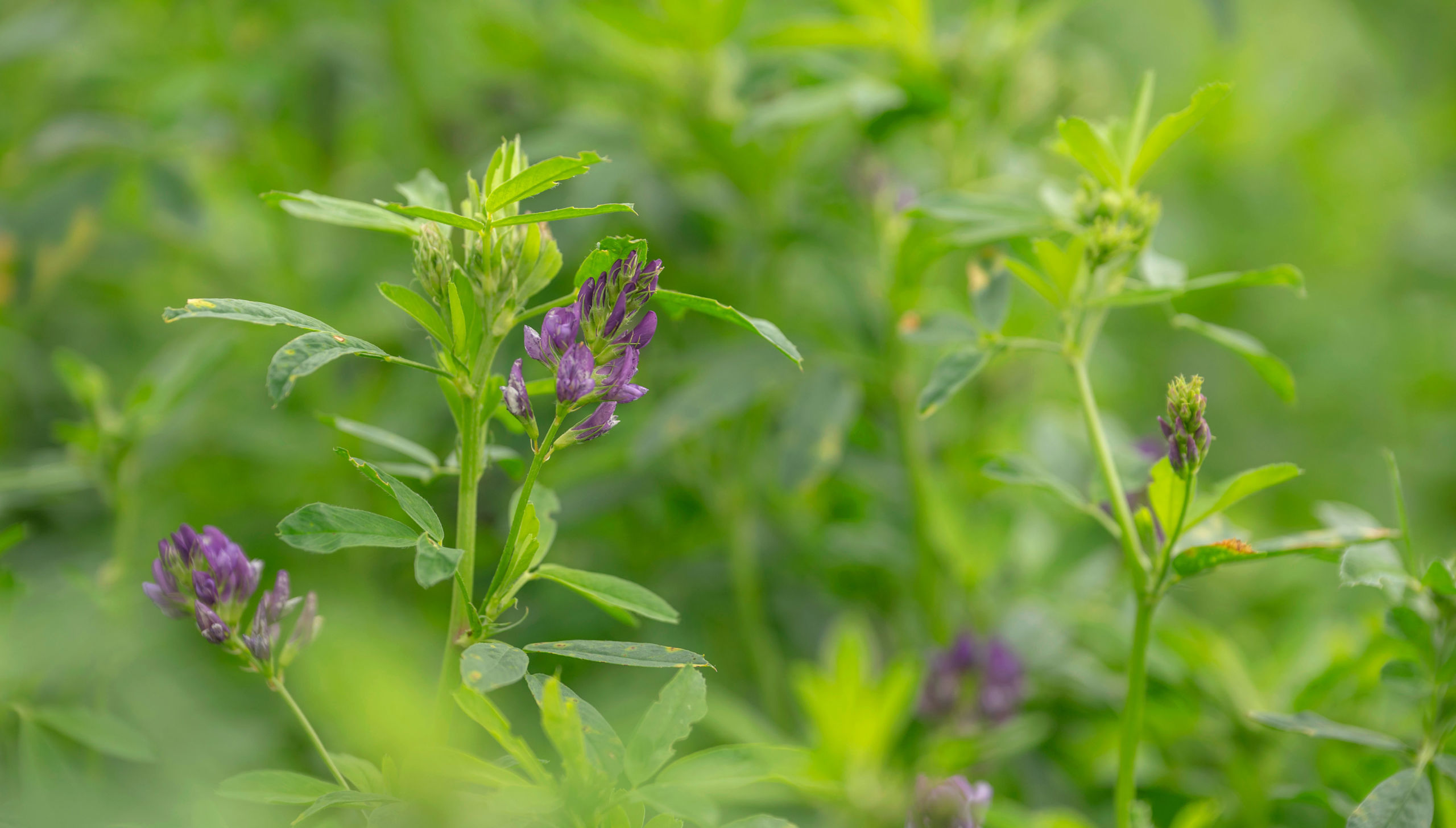 Alfalfa hay plant at The Hay Shed's farm