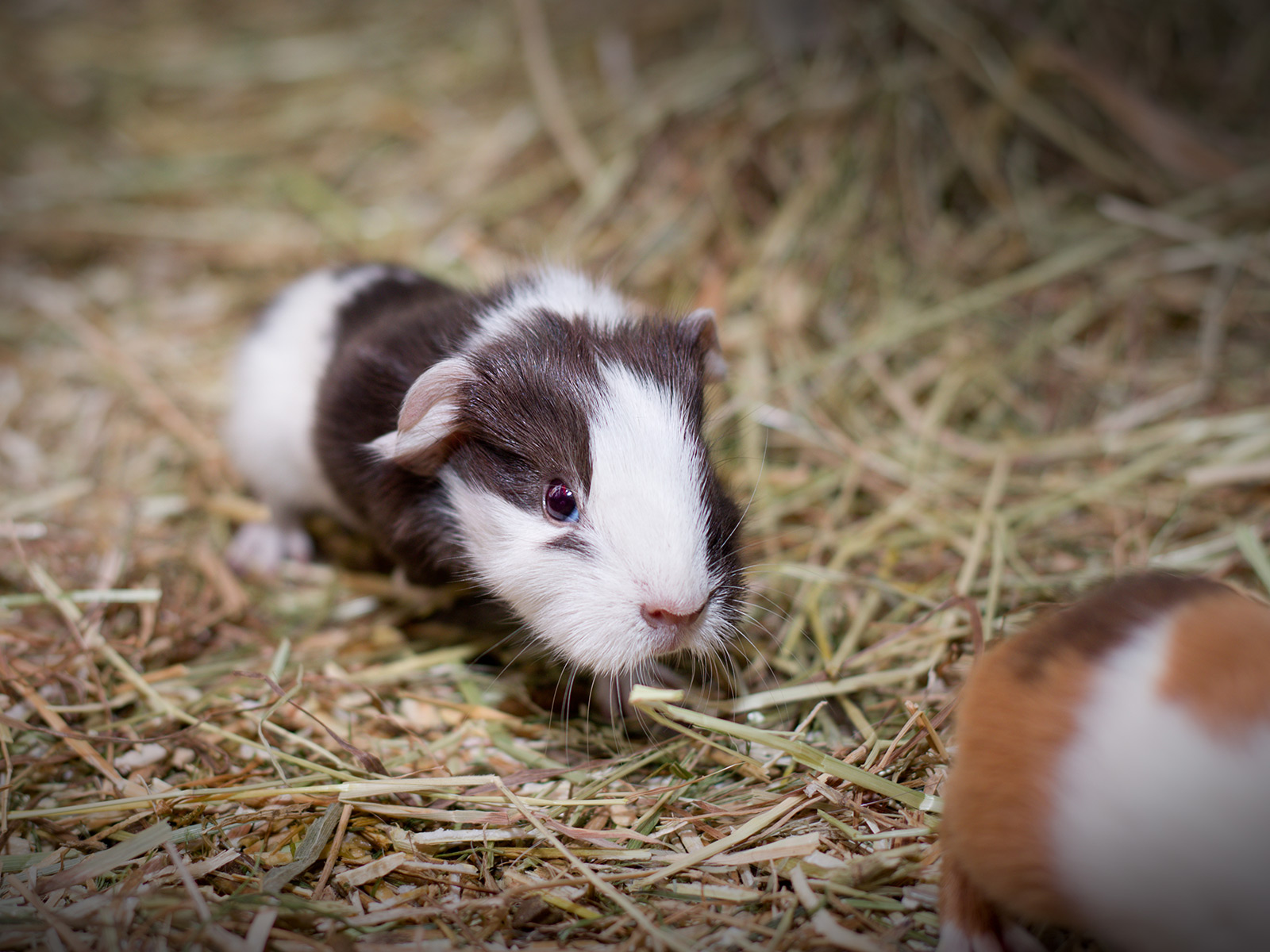 2 small guinea pigs playing on Hay Shed hay