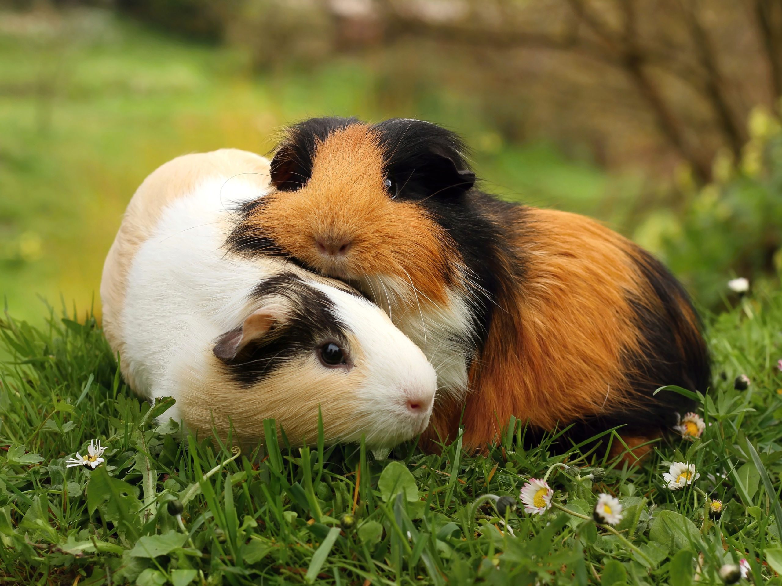 guinea pigs playing