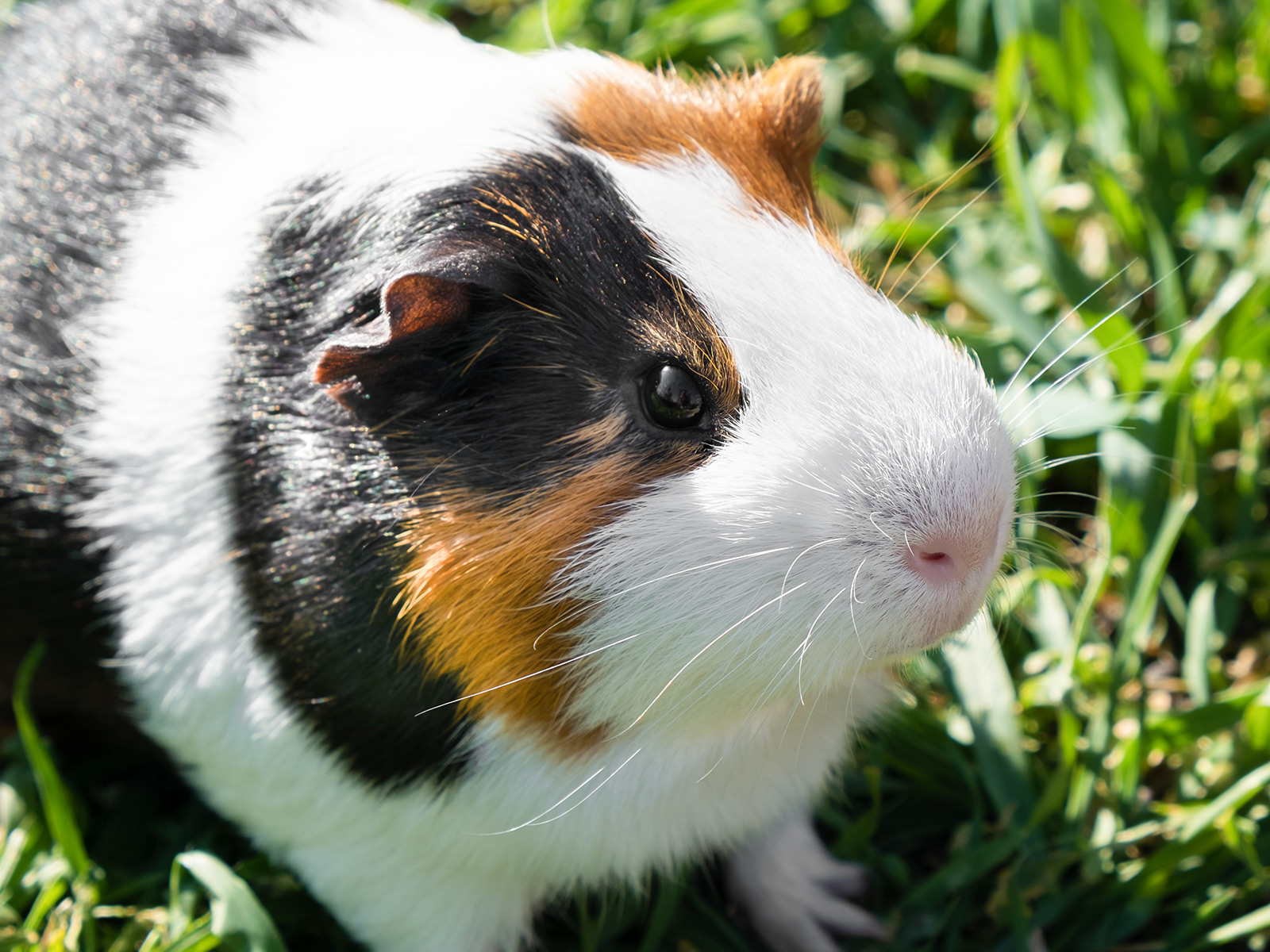 Close up of guinea pig in the garden