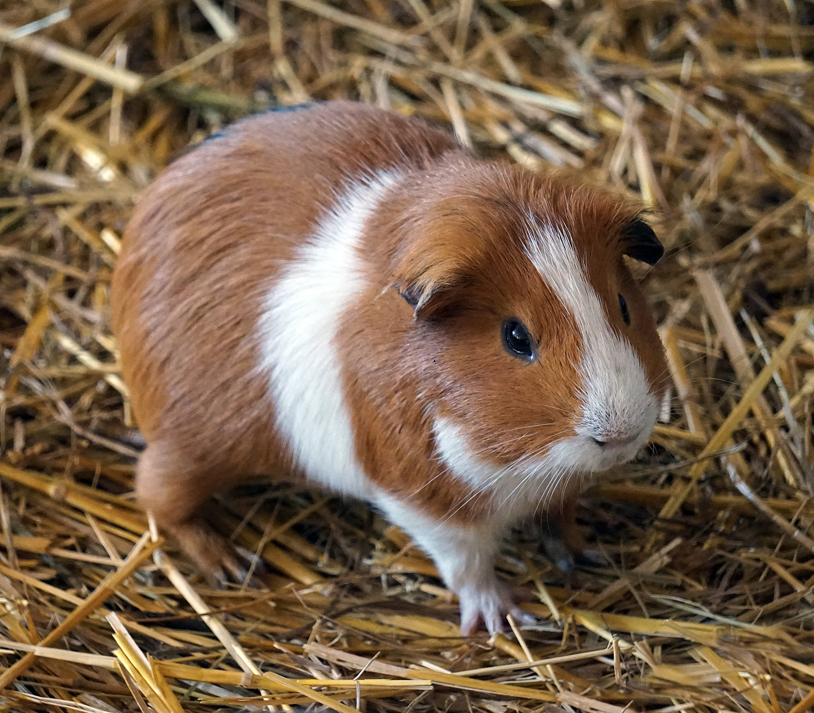 A brown and white guinea pig on Hay Shed hay