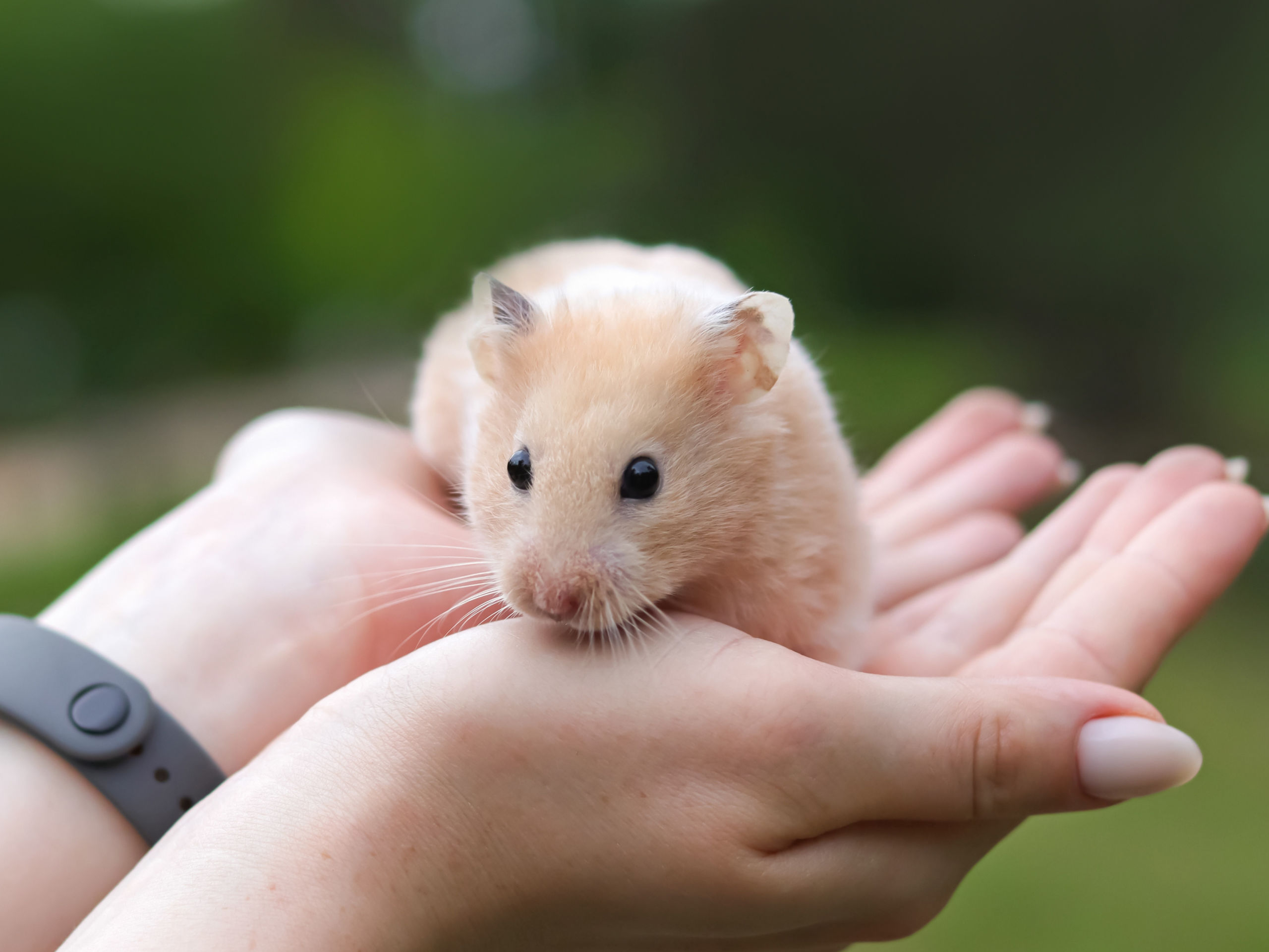 hamster in a hand