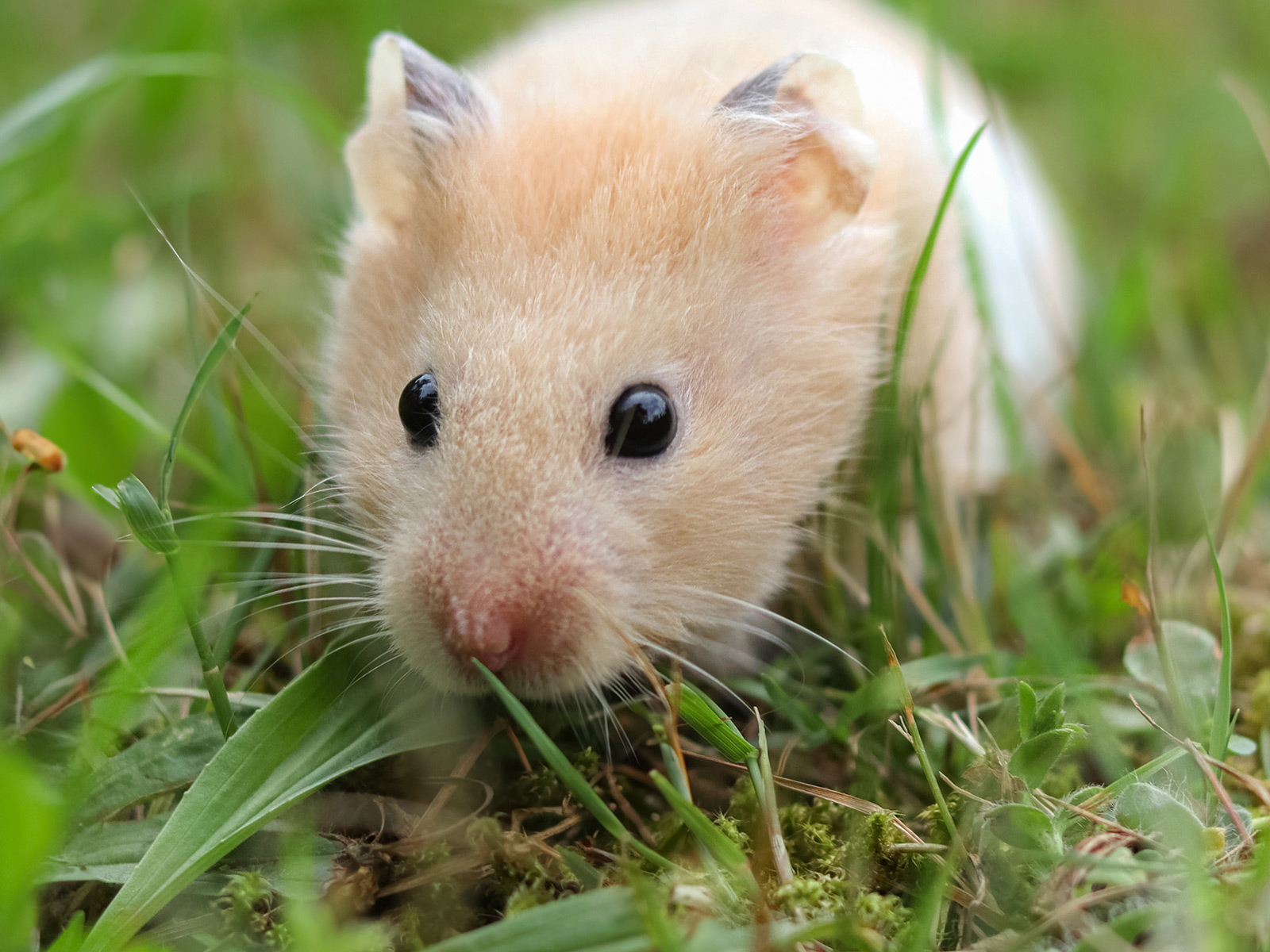 Close up of cute hamster in the garden