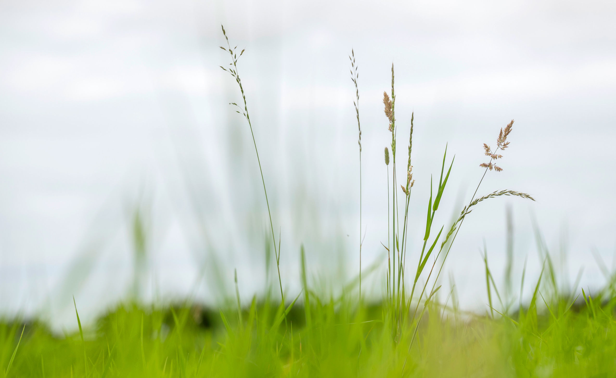 The Hay Shed's meadow in Northumberland