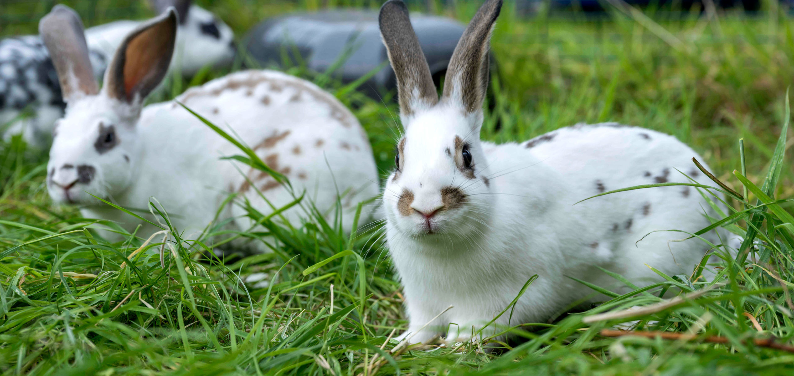 3 pet rabbits in the garden. All are white with a few brown spots