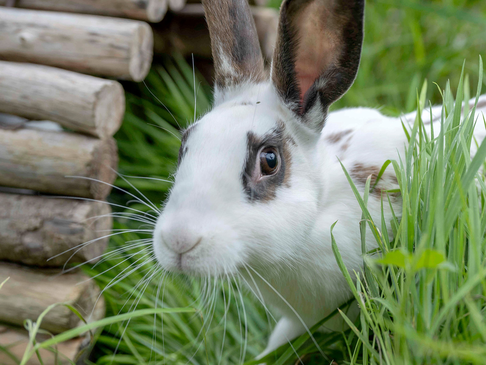 White pet rabbit walking in fresh grass