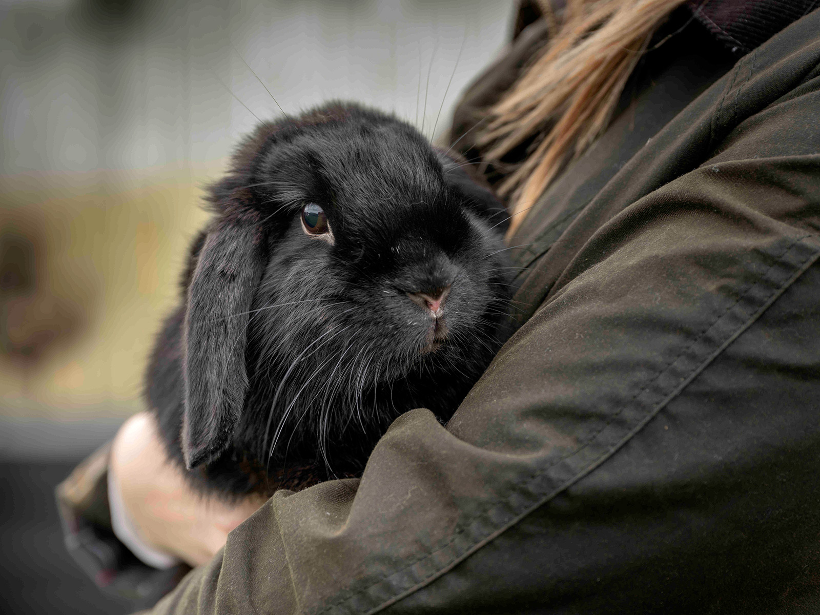 Black pet rabbit being held by a lady