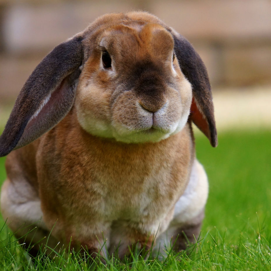 brown short haired pet rabbit on grass