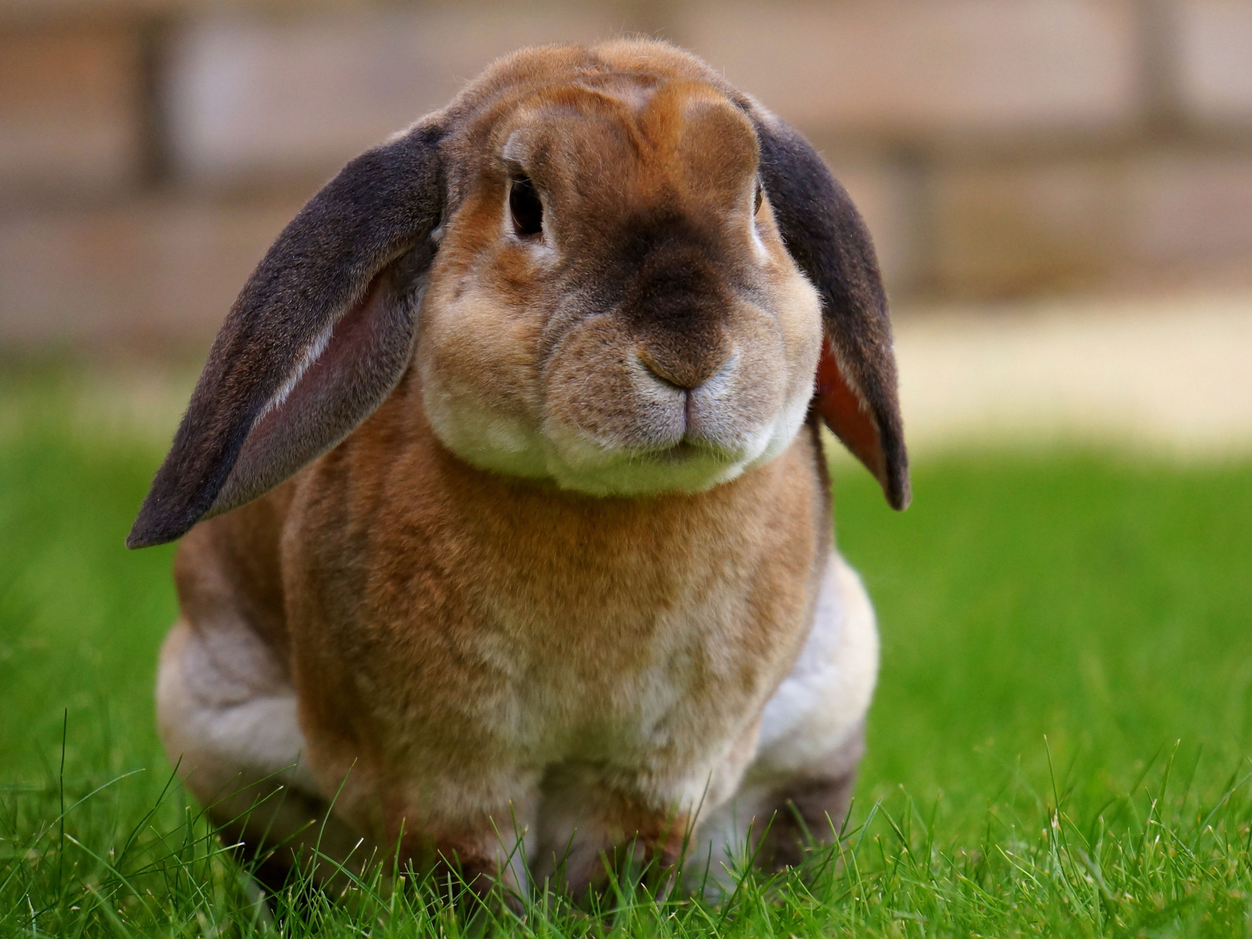 brown short haired pet rabbit on grass