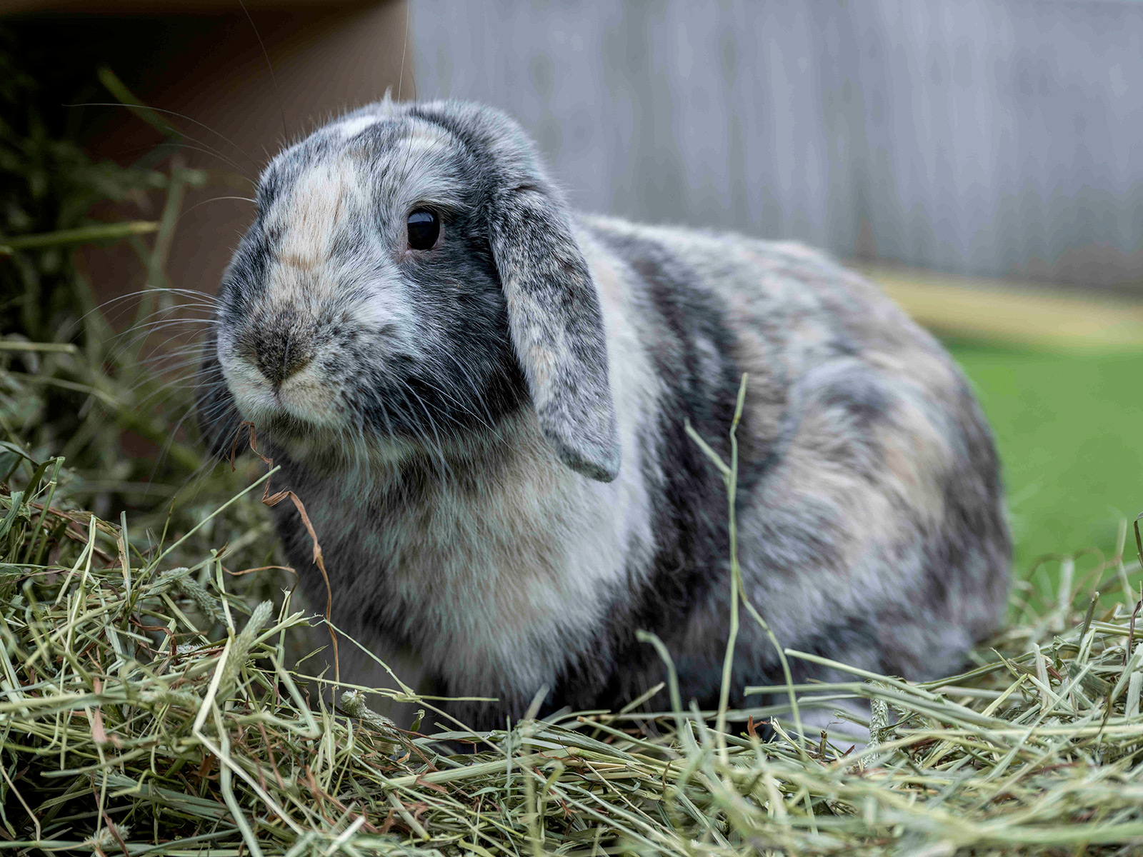 grey pet rabbit sitting on The Hay Shed's barley straw