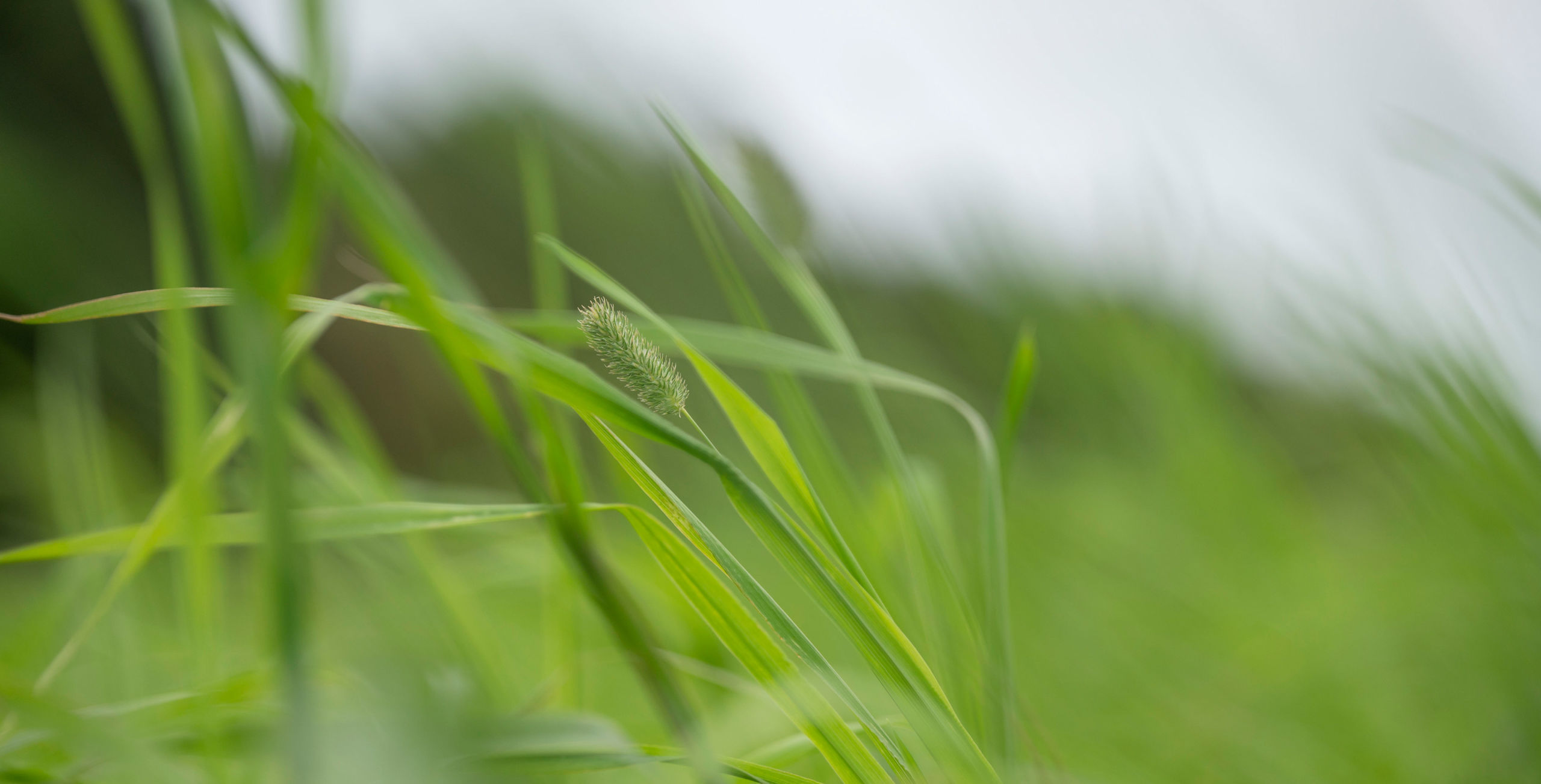 Timothy Hay being grown at The Hay Shed's farm