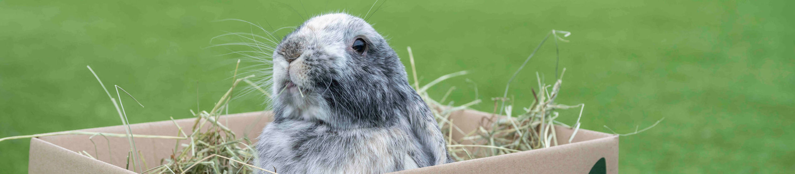 rabbit hay box subscription