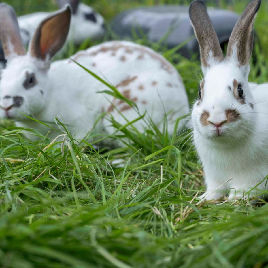 3 white pet rabbits with brown spots in the garden