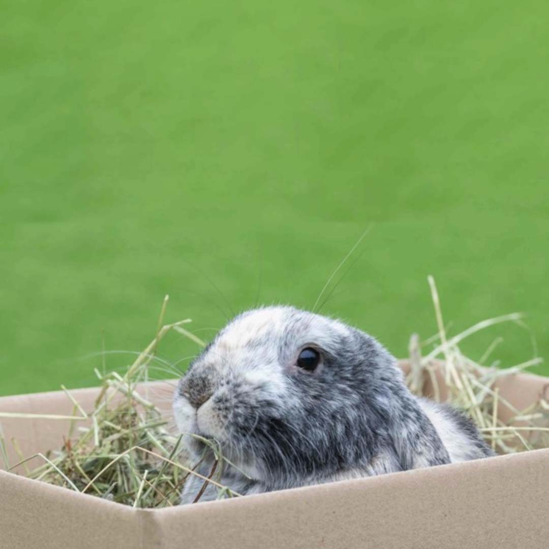grey rabbit sitting in a box of The Hay Shed hay