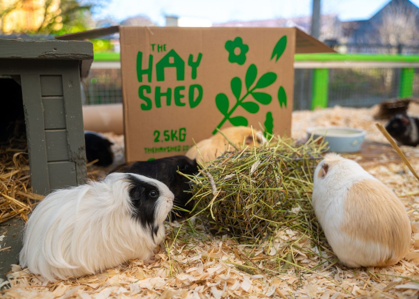 Fussy Small Pet Guide