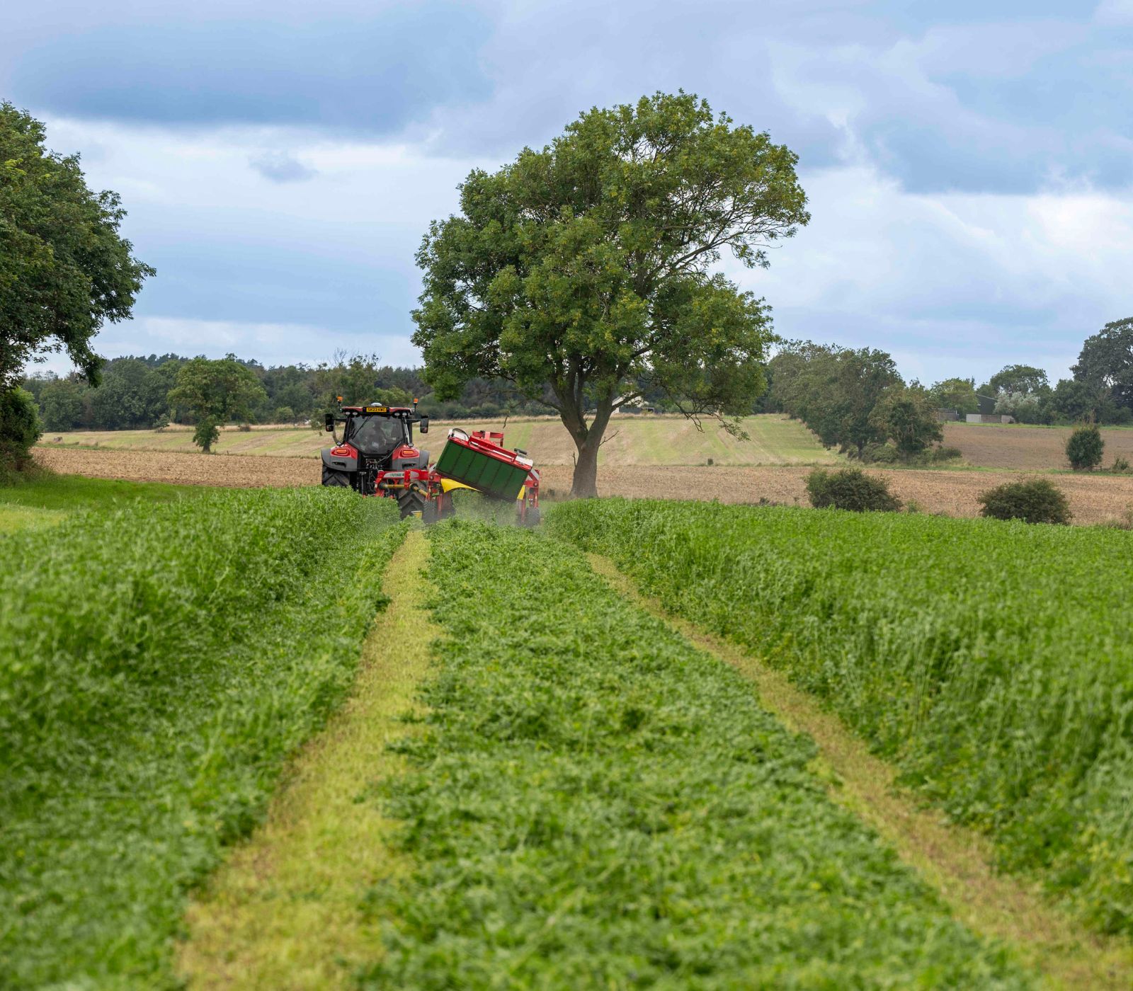 green hay in field