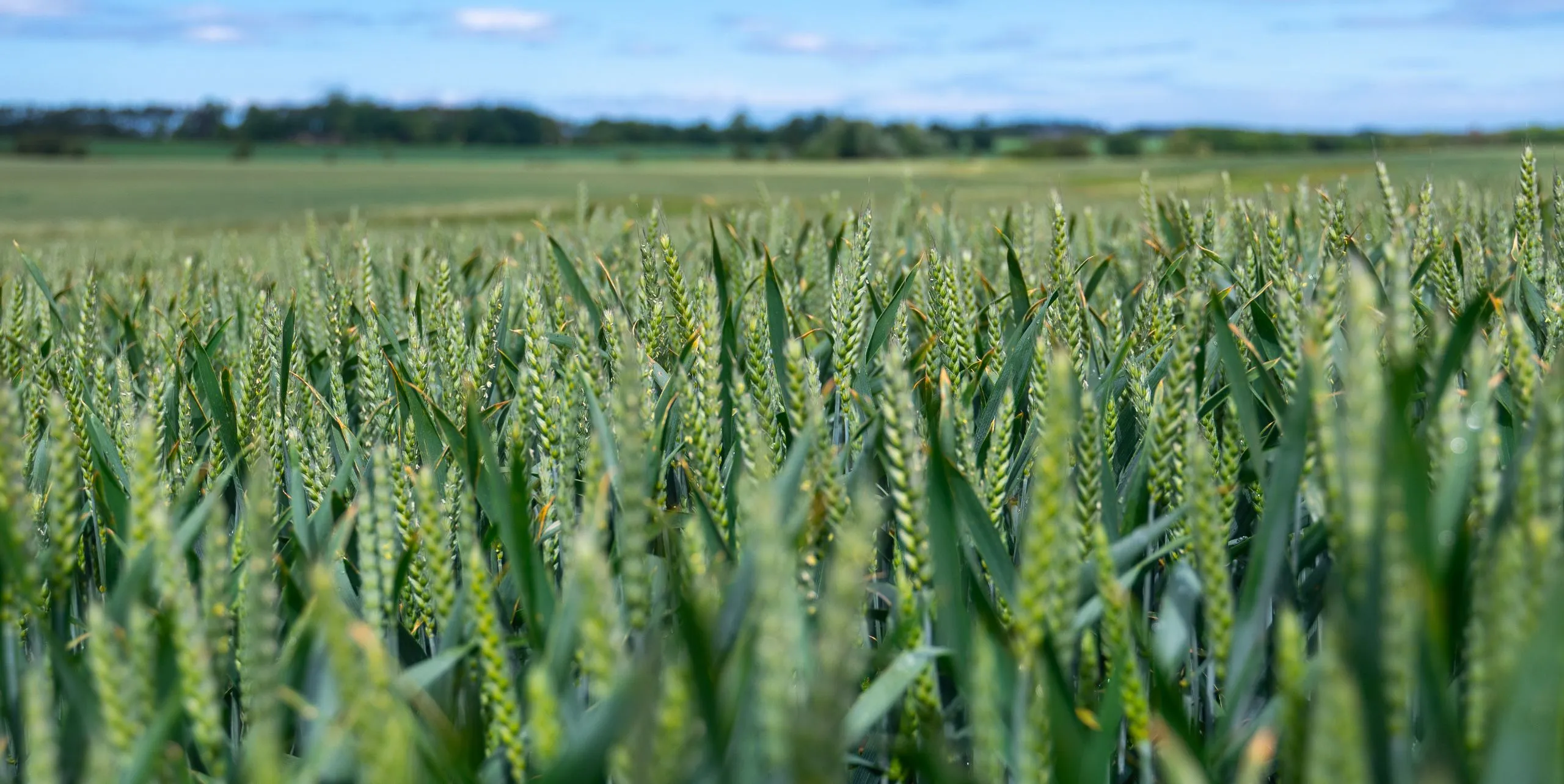 Green Wheat Hay growing in a Northumberland field by The Hay Shed farmers