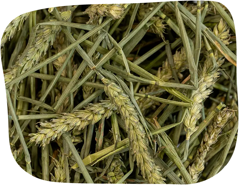 A close up image of The Hay Shed's green wheat hay.