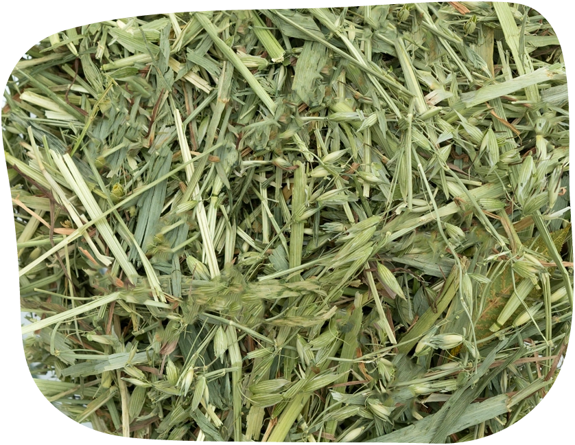 Oat hay from The Hay Shed with seed heads attached
