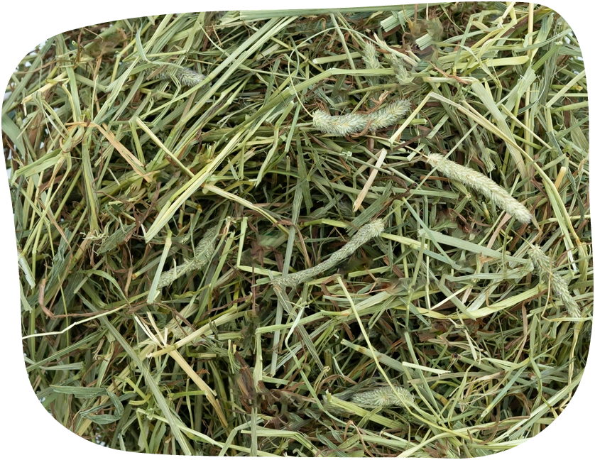 Timothy Hay by The Hay Shed full of fibre.