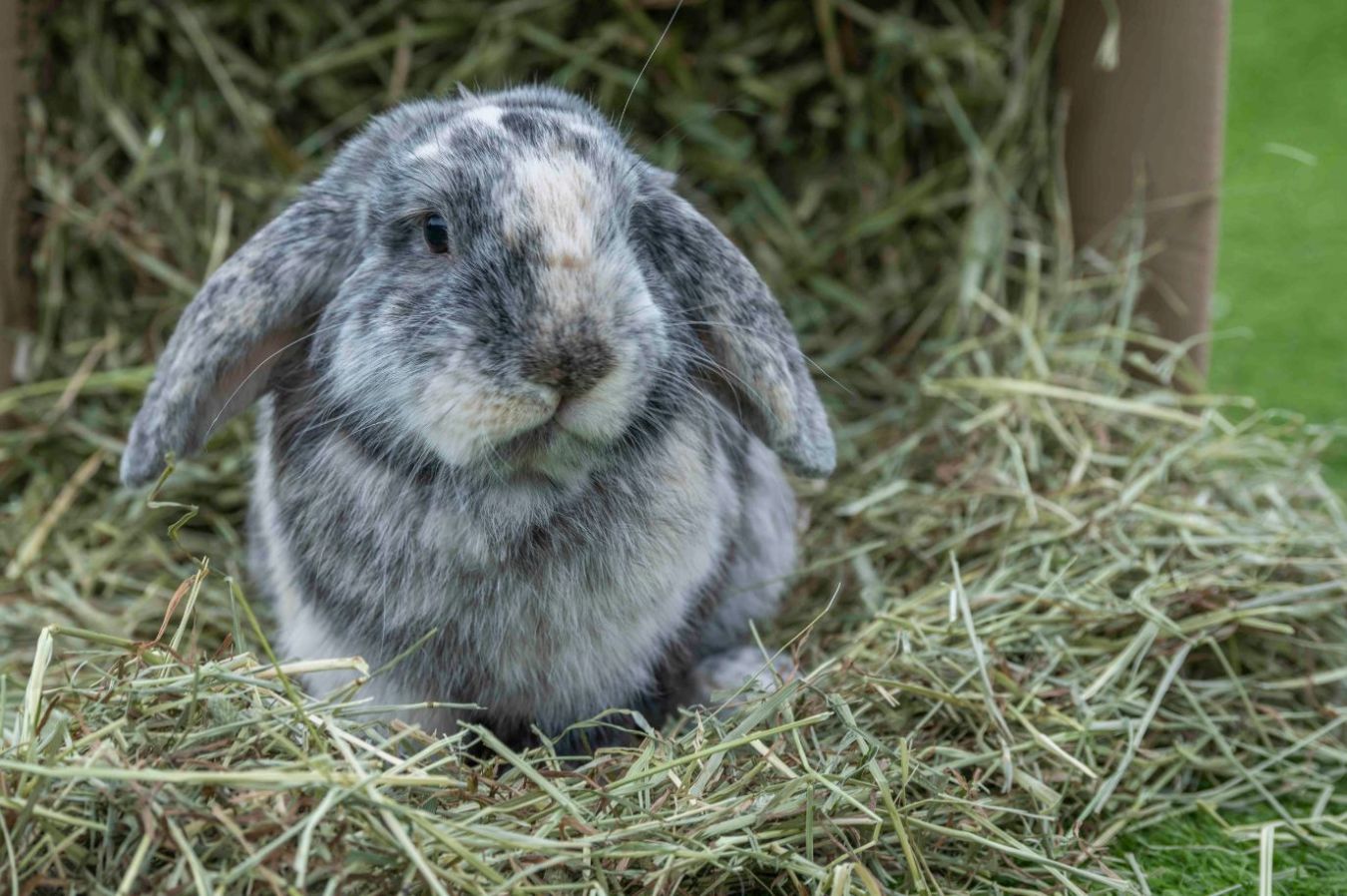 A pet rabbit enjoying Hay Shed UK-grown premium hay