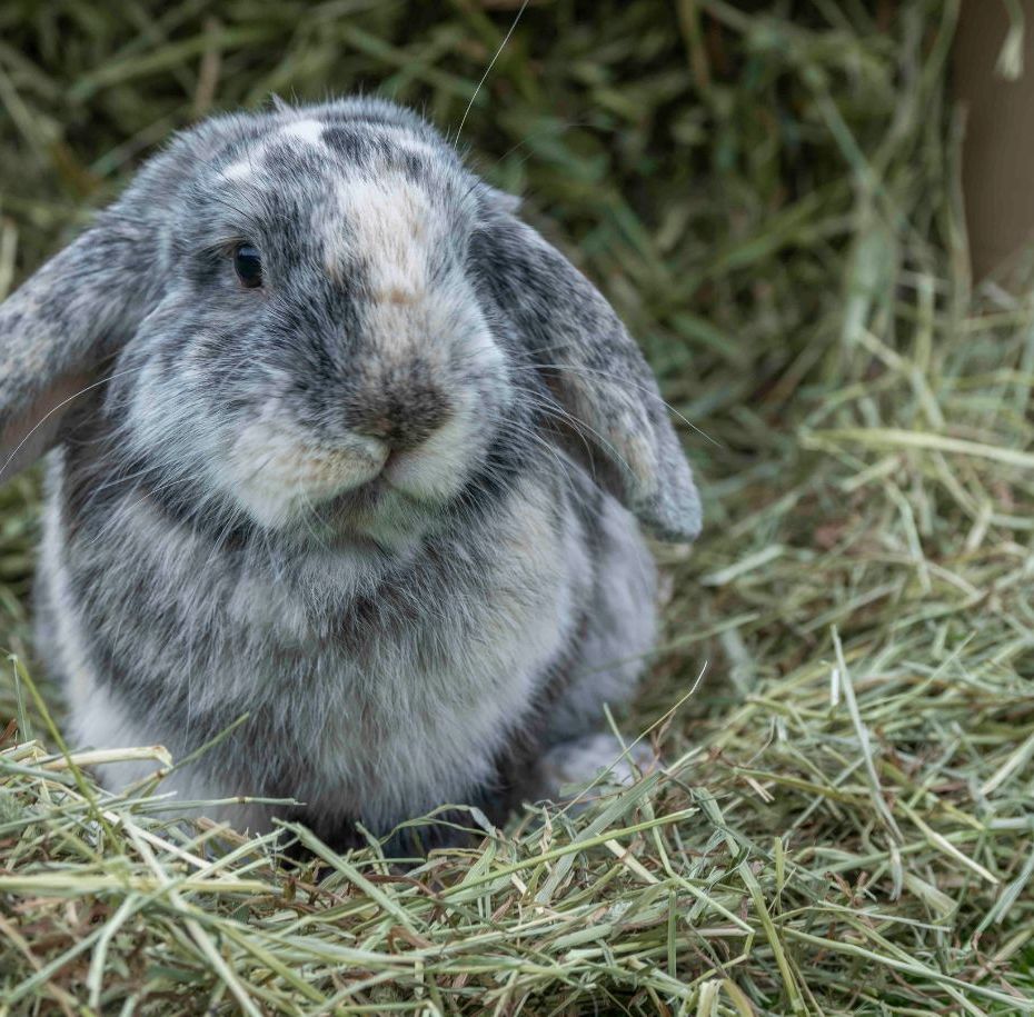 A pet rabbit enjoying Hay Shed UK-grown premium hay
