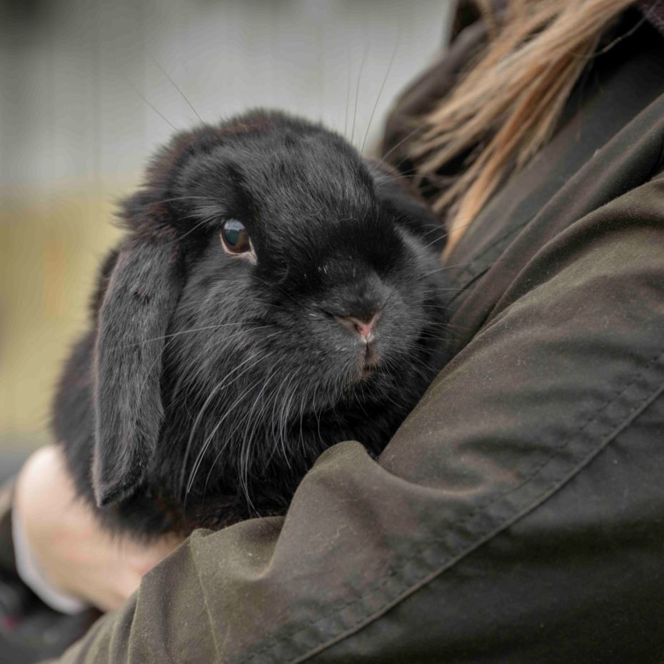A black rabbit being held in the arms of a lady used for The Hay Shed's Helping Pets in Need initiative.
