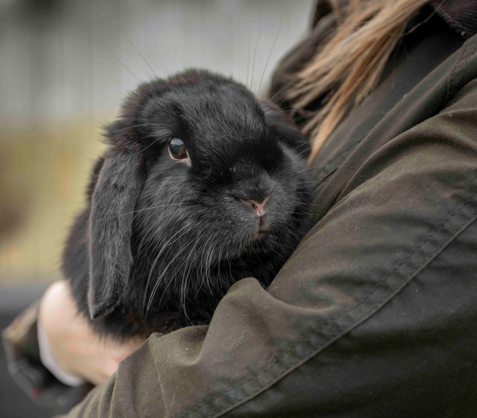 A black rabbit being held in the arms of a lady used for The Hay Shed's Helping Pets in Need initiative.