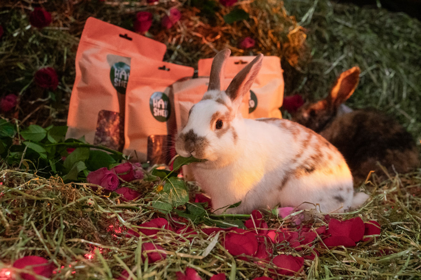 Rabbits with their Hay Shed treats