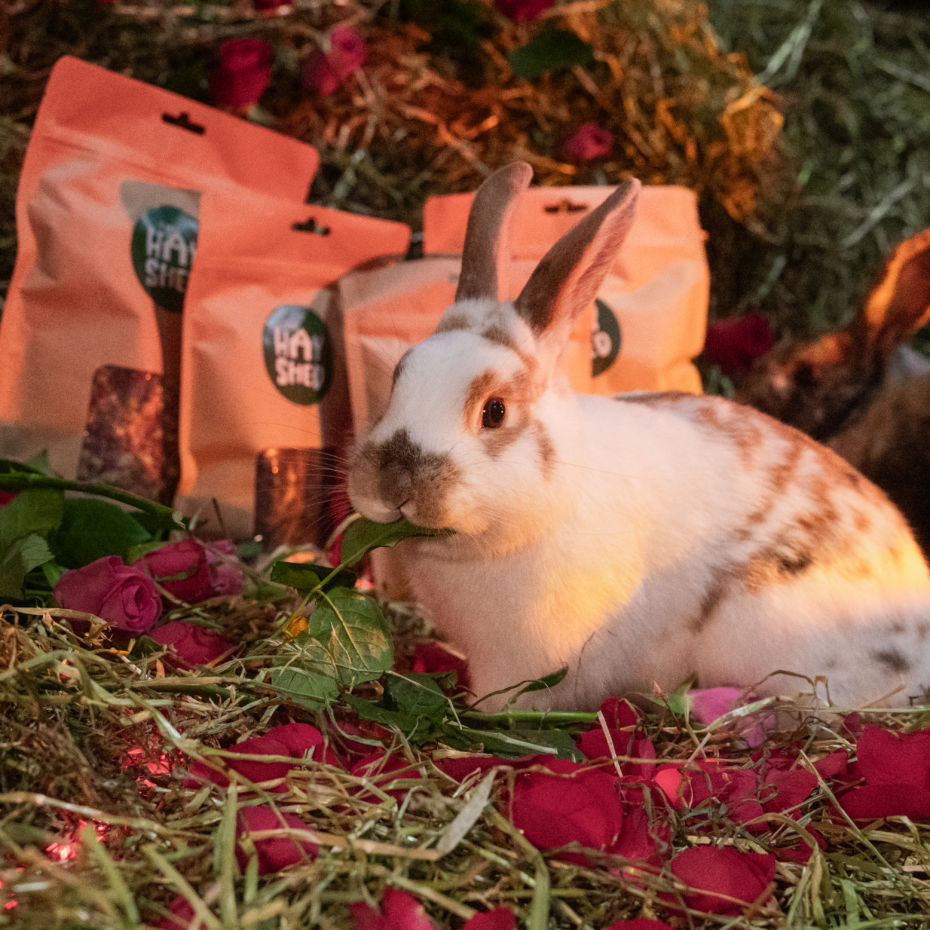 Rabbits with their Hay Shed treats