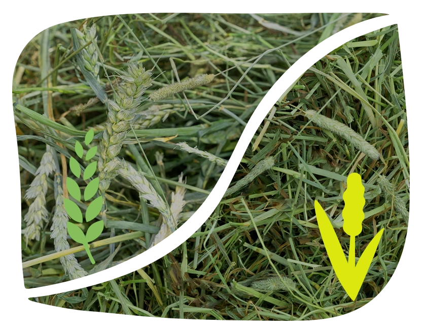 Green Wheat Hay and Timothy Hay from The Hay Shed