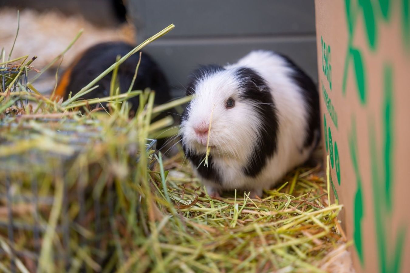 2 guinea pigs enjoying some Hay Shed hay.