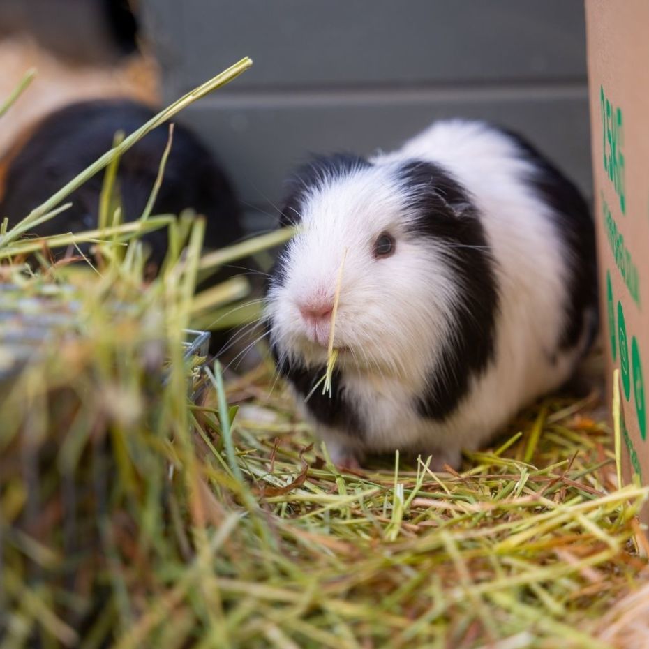 2 guinea pigs enjoying some Hay Shed hay.
