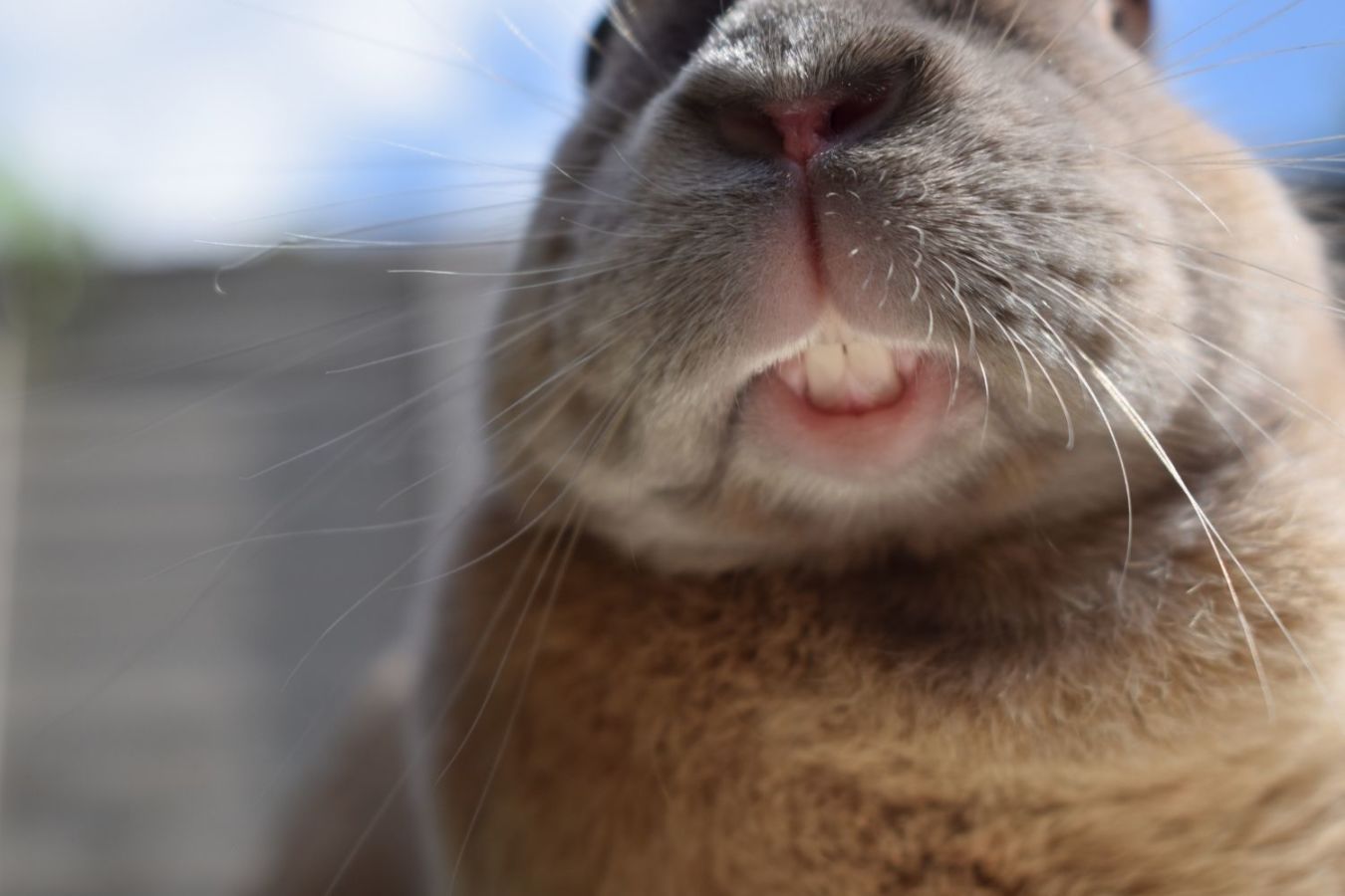 Rabbit Teeth Health - a close up of a rabbit's face with some teeth showing