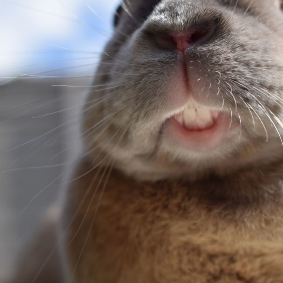 Rabbit Teeth Health - a close up of a rabbit's face with some teeth showing