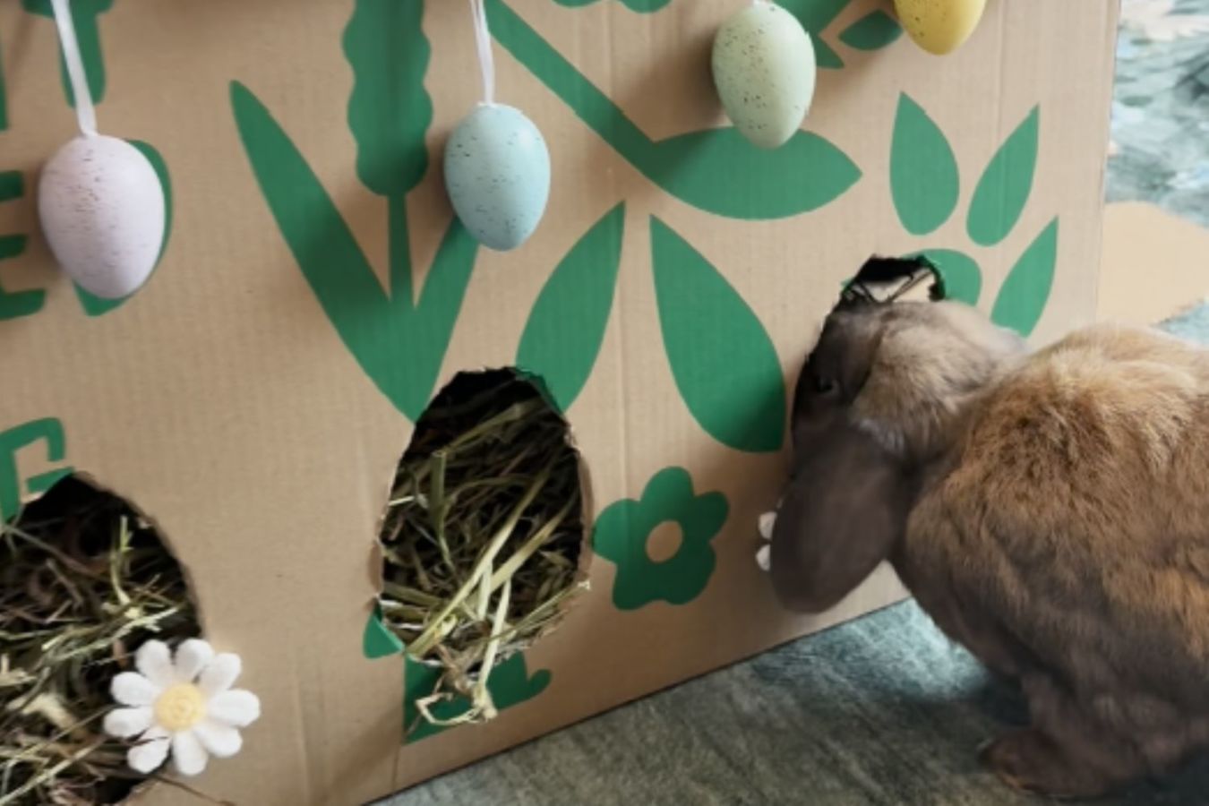 Small Pet Enrichment Ideas - A Hay Shed box with holes cut out with a rabbit searching for something tasty