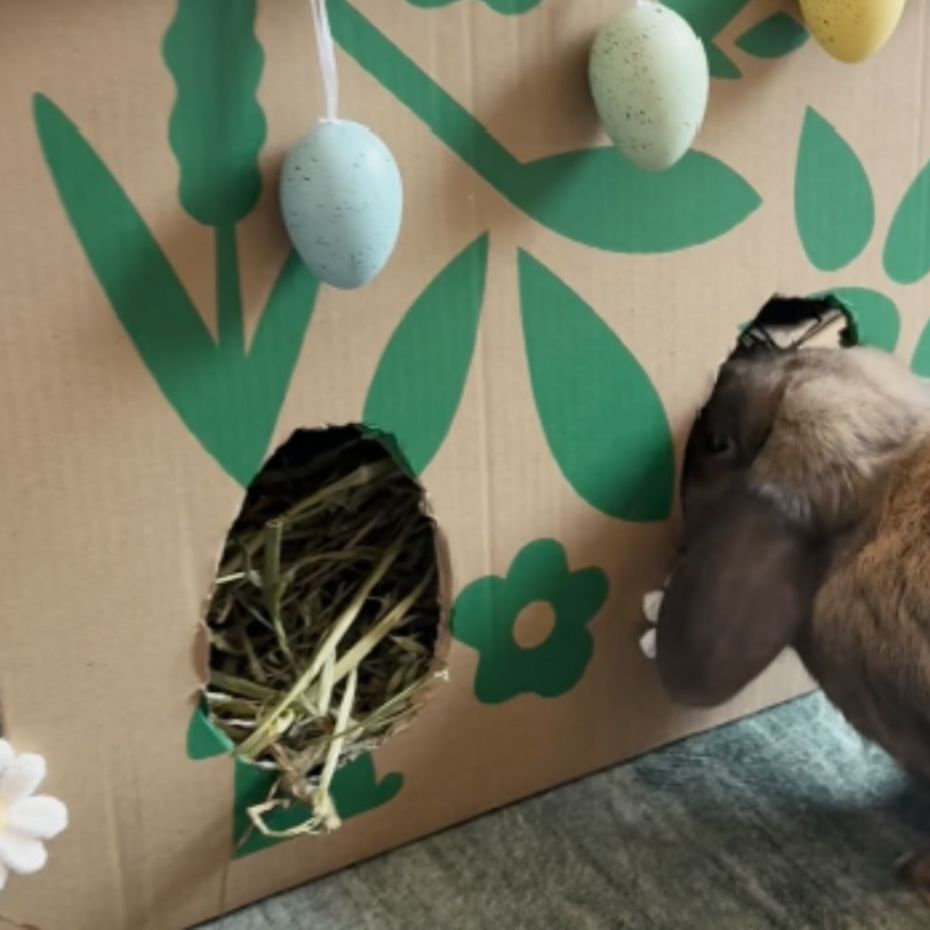 Small Pet Enrichment Ideas - A Hay Shed box with holes cut out with a rabbit searching for something tasty
