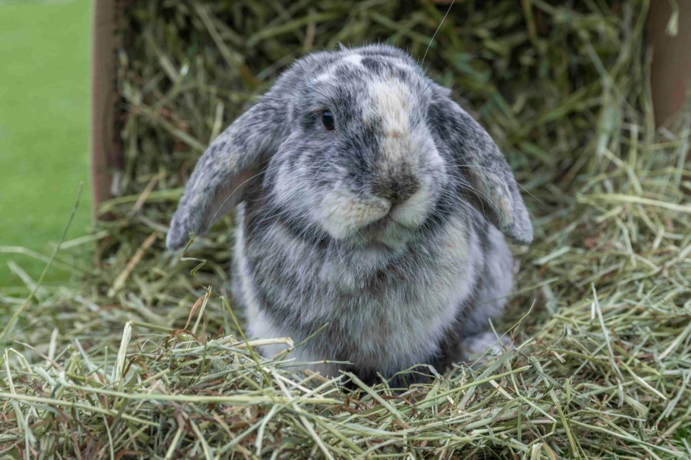 A grey pet rabbit surrounding by healthy premium hay from The Hay Shed