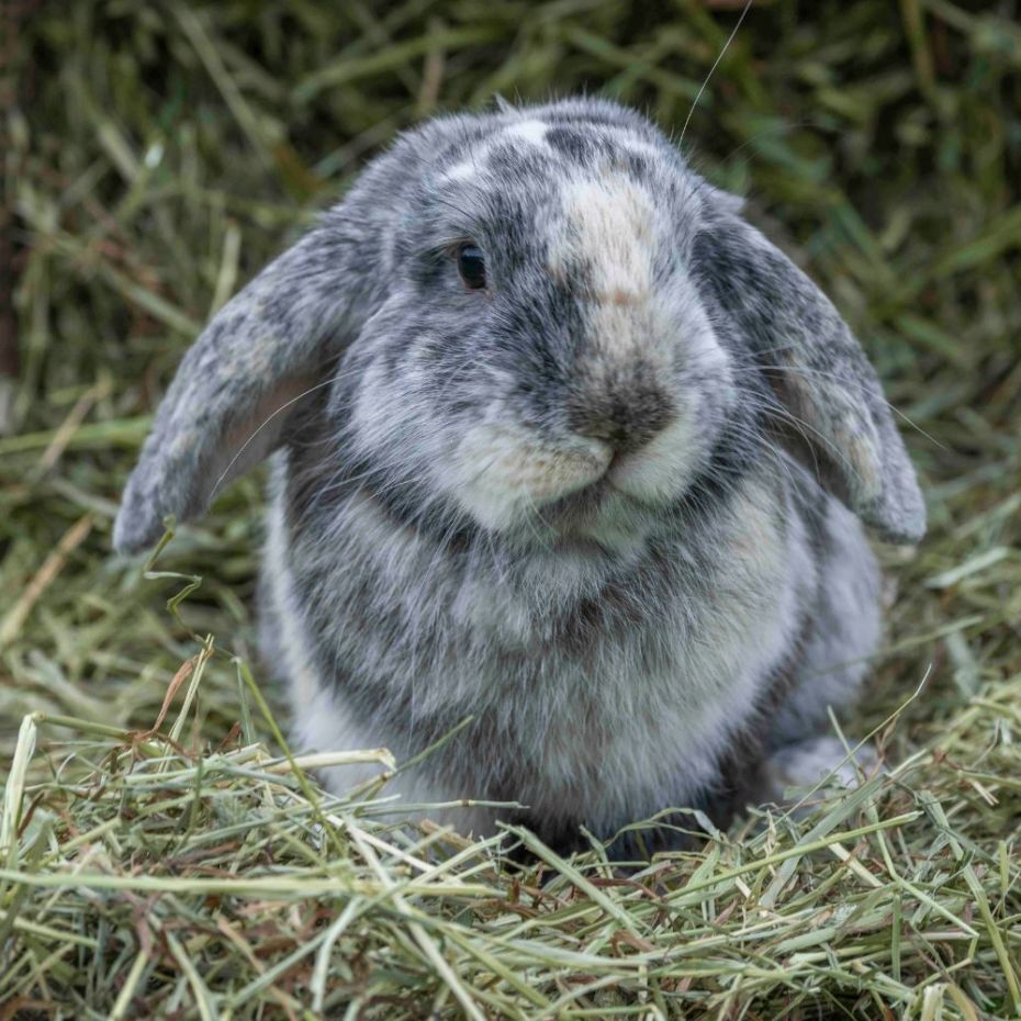 A grey pet rabbit surrounding by healthy premium hay from The Hay Shed